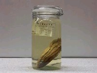 藏品(孟加拉笛鯛)的圖片